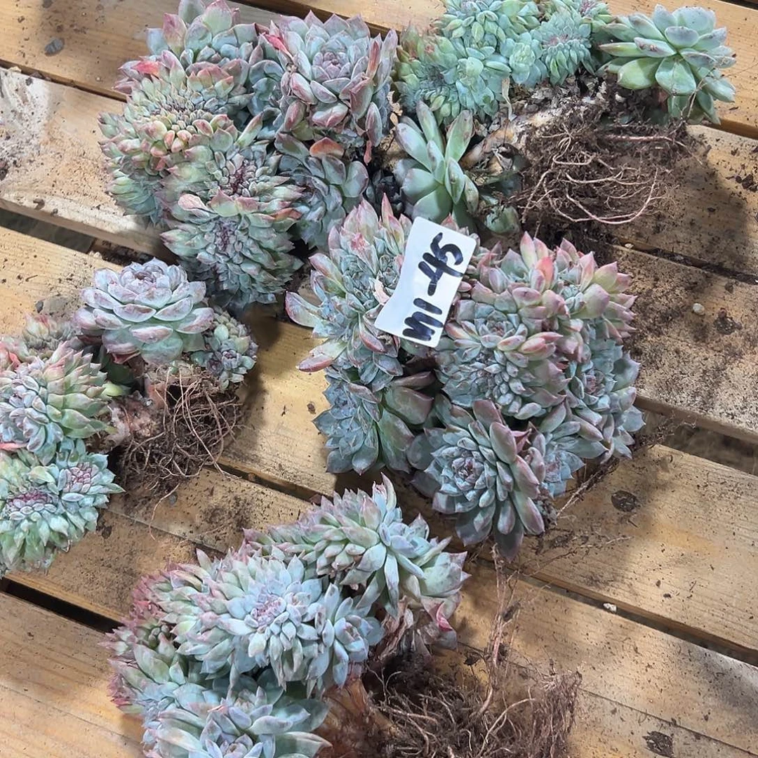 1111-45糯心冰魄缀多肉随机