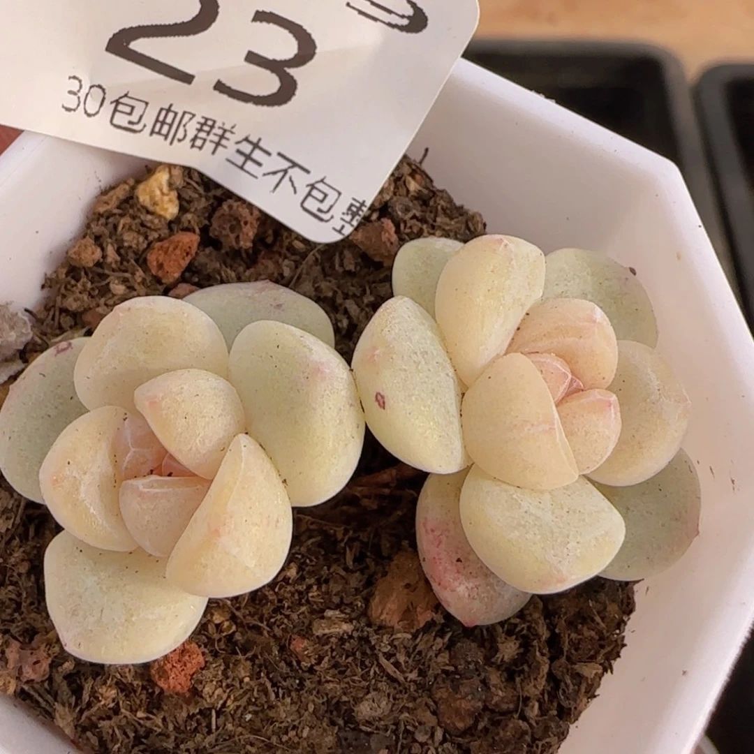 小脸冰玉双头一颗脱土