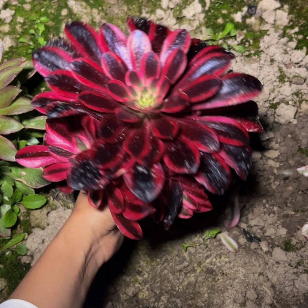 美杜莎多肉植物捧花的