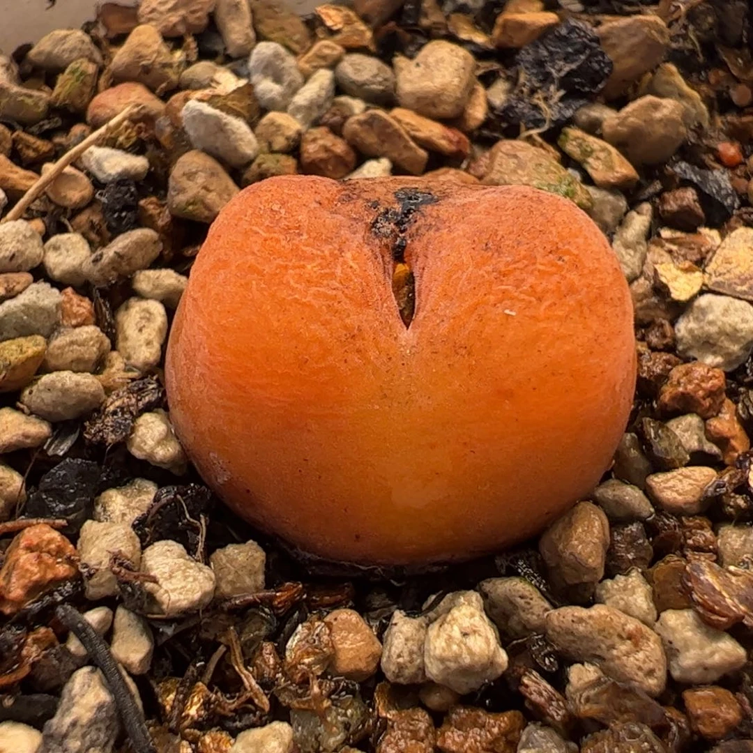 815多肉植物组合