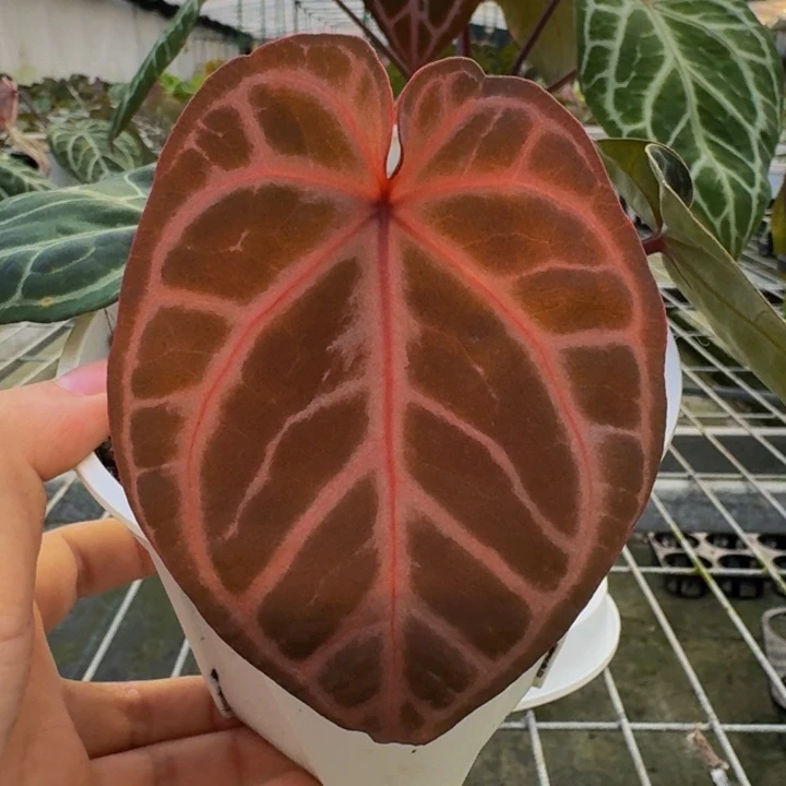 完全开放12skg紫花烛