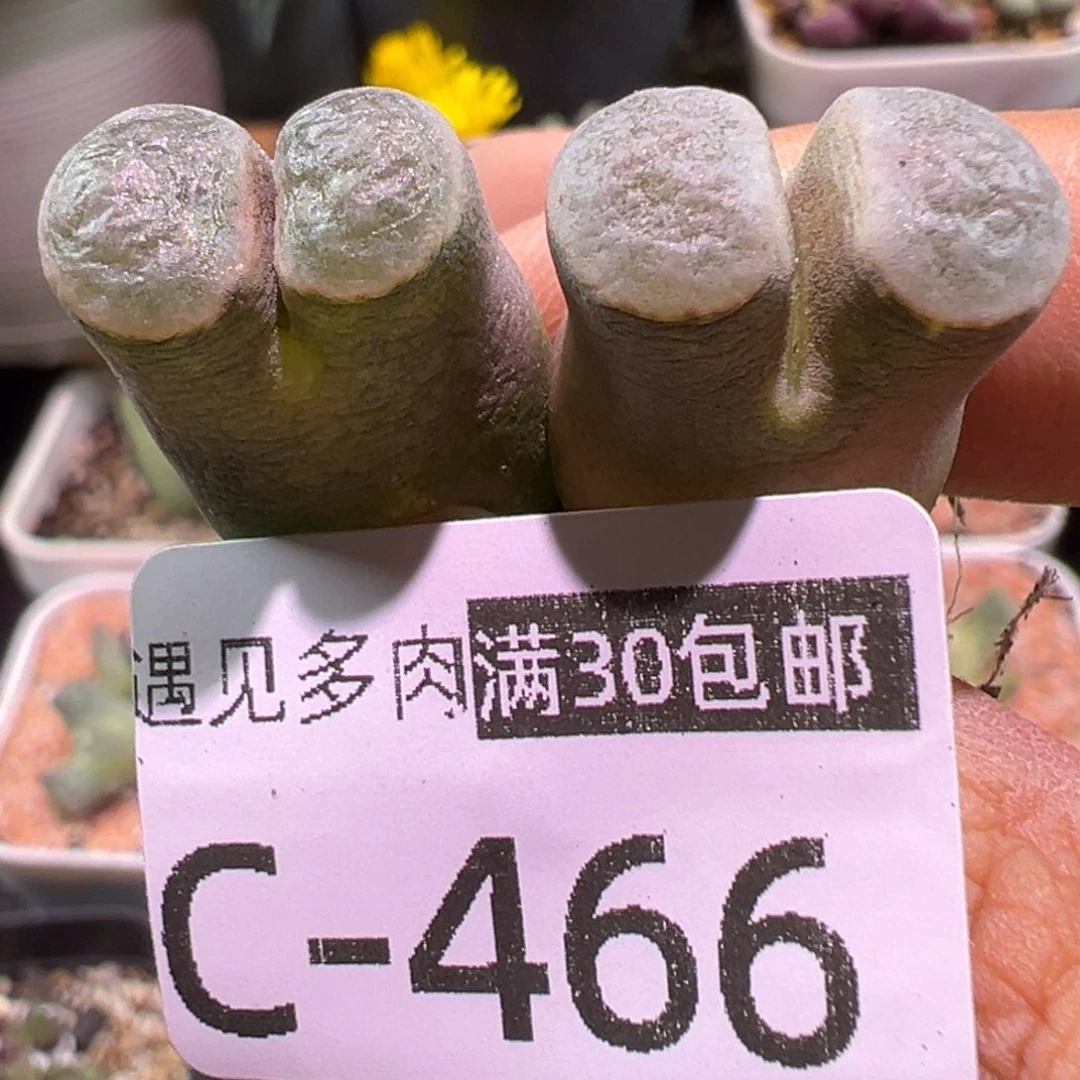 多肉植物11111111111111