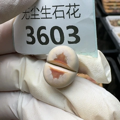 3603，热唇红唇脱土发货