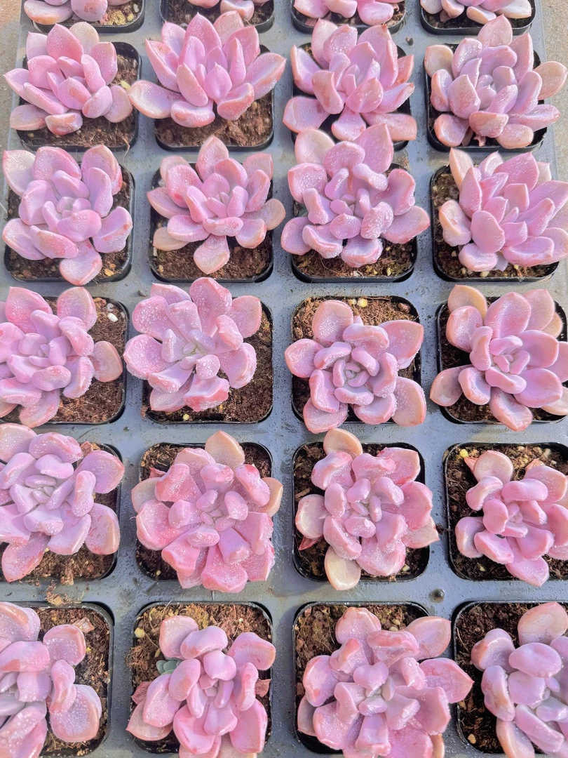 丘比特2颗  满18包邮（以直播间展示为准）