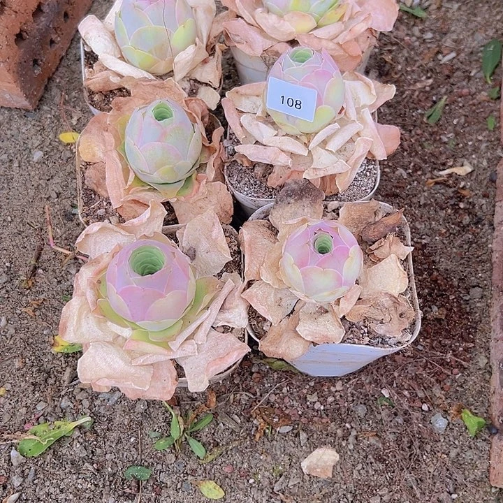 虫**王山地玫瑰多肉植物山地108