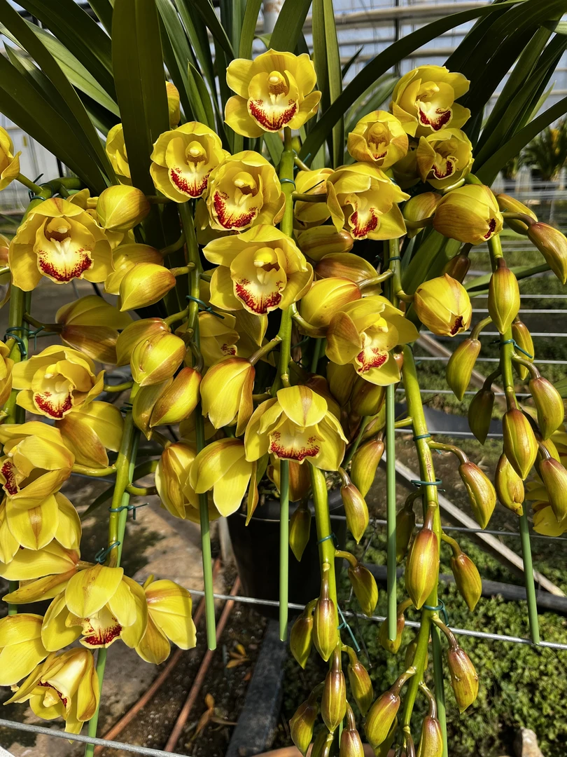 7花剑《拱兰黄金岁月》云南大花惠兰基地直发好养易活易绿植盆栽