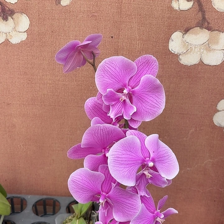 月***姐完全开放0937蝴蝶兰实生