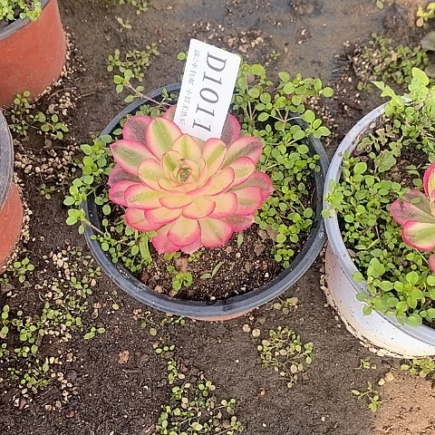 1011倾城多肉单头量拍