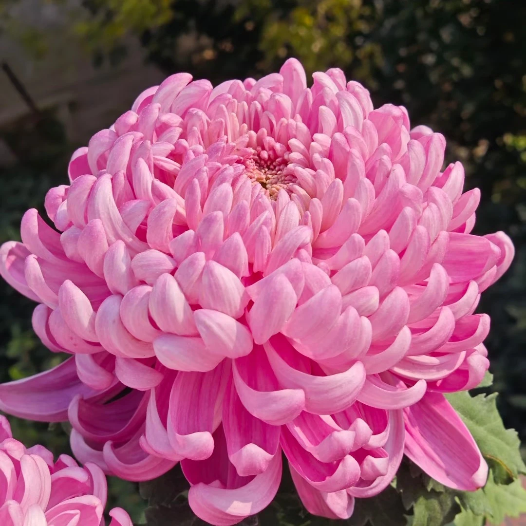 九月大菊（粉国华）原盆原土带花苞发货员