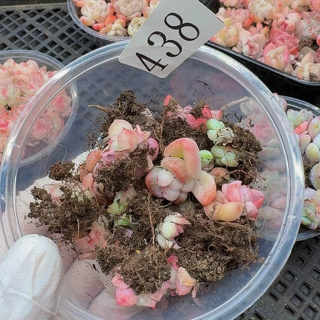 多肉植物多肉植物438