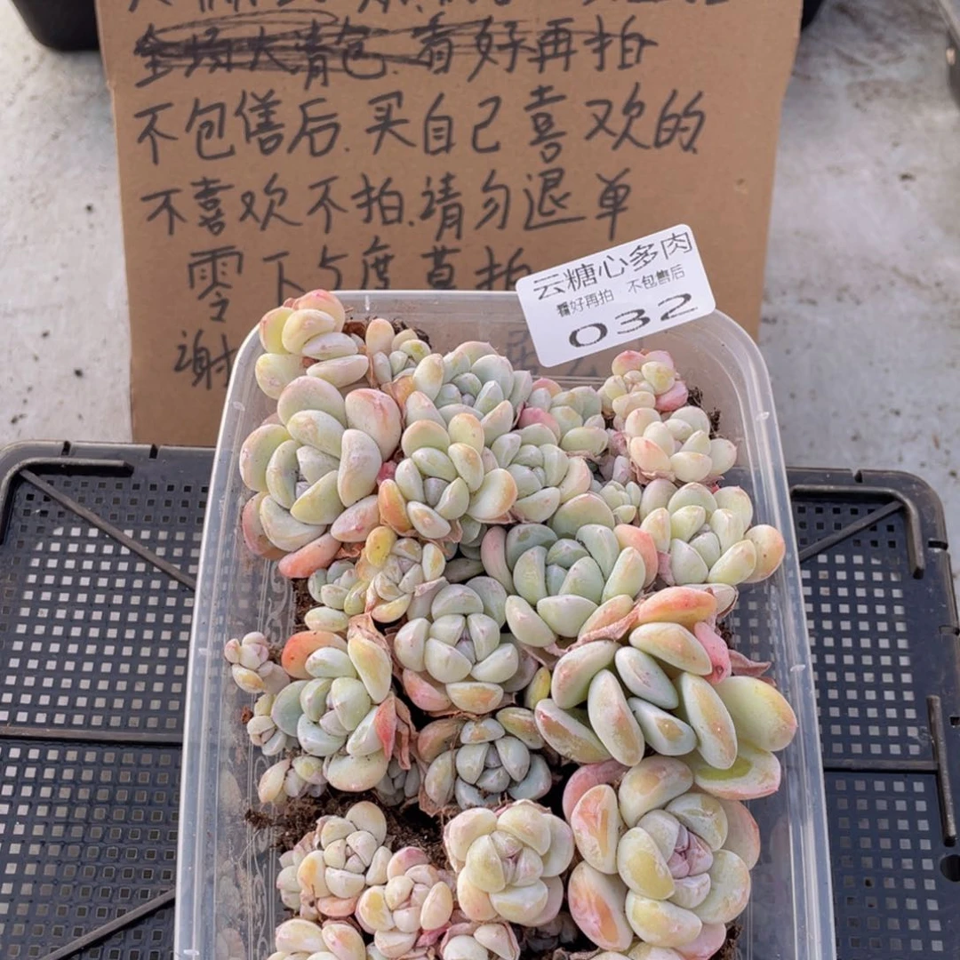 云糖心多肉植物32