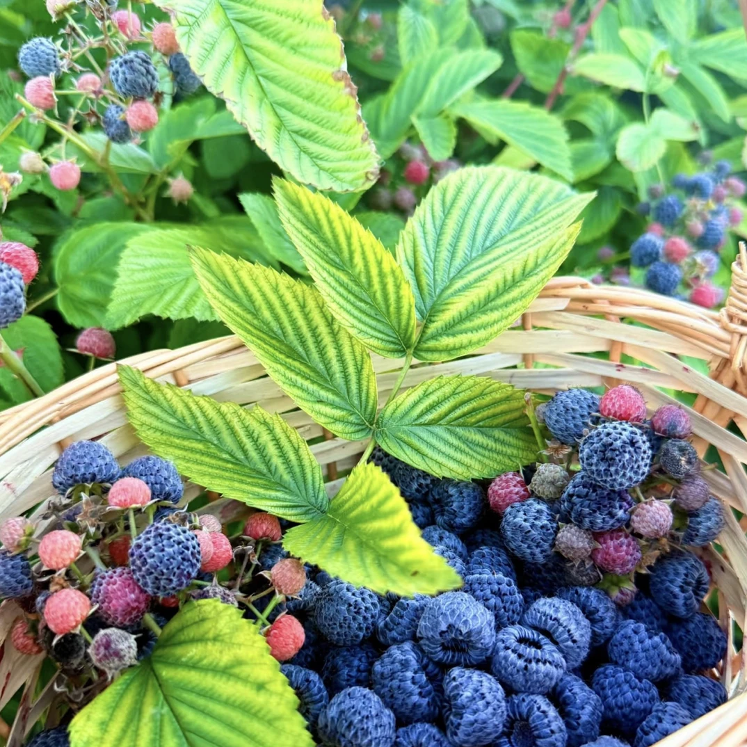 云南新品食用黄泡黑泡红树莓黑树莓易养活庭院攀爬植物当年结果