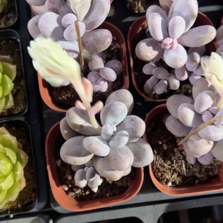 文斯通奶酪单头带崽一颗量拍多肉满20包邮