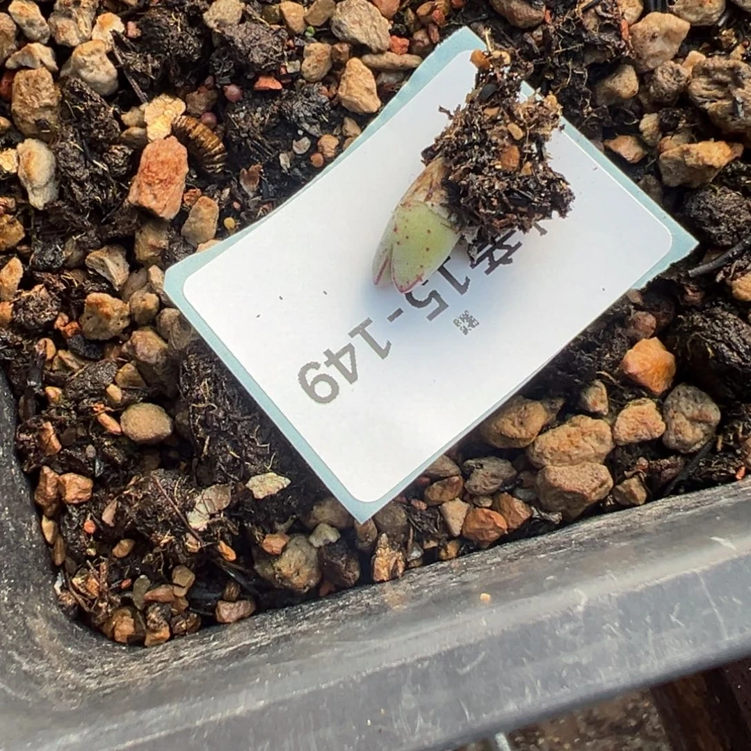 花****15-149肉锥多肉植物