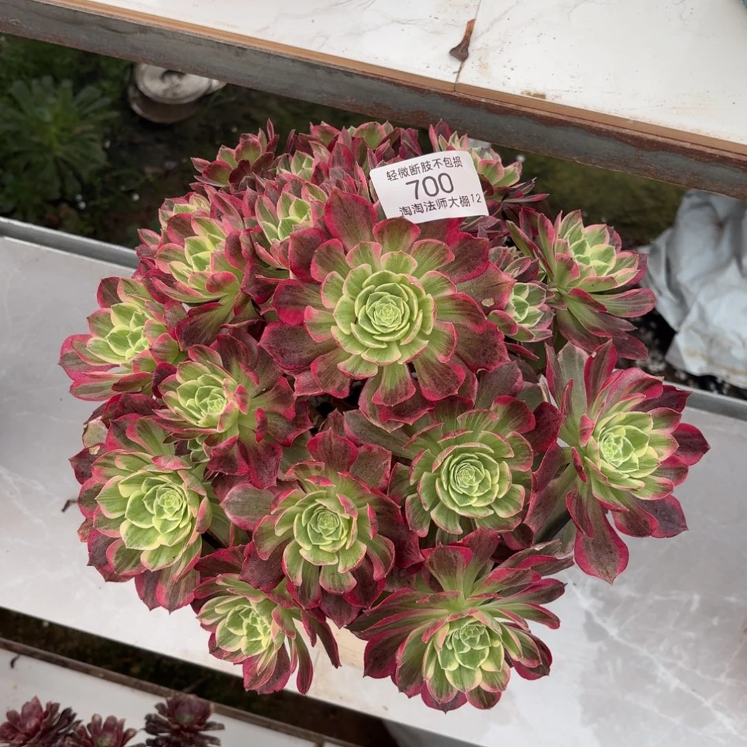 700水蜜桃多肉植物法师