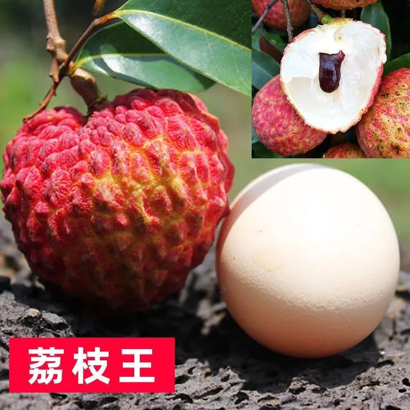 新品种海南荔枝王树苗火山岩荔枝王仙进奉果树苗