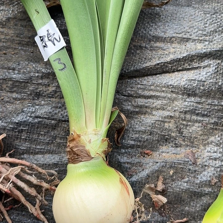 无花朵漂亮女神10号