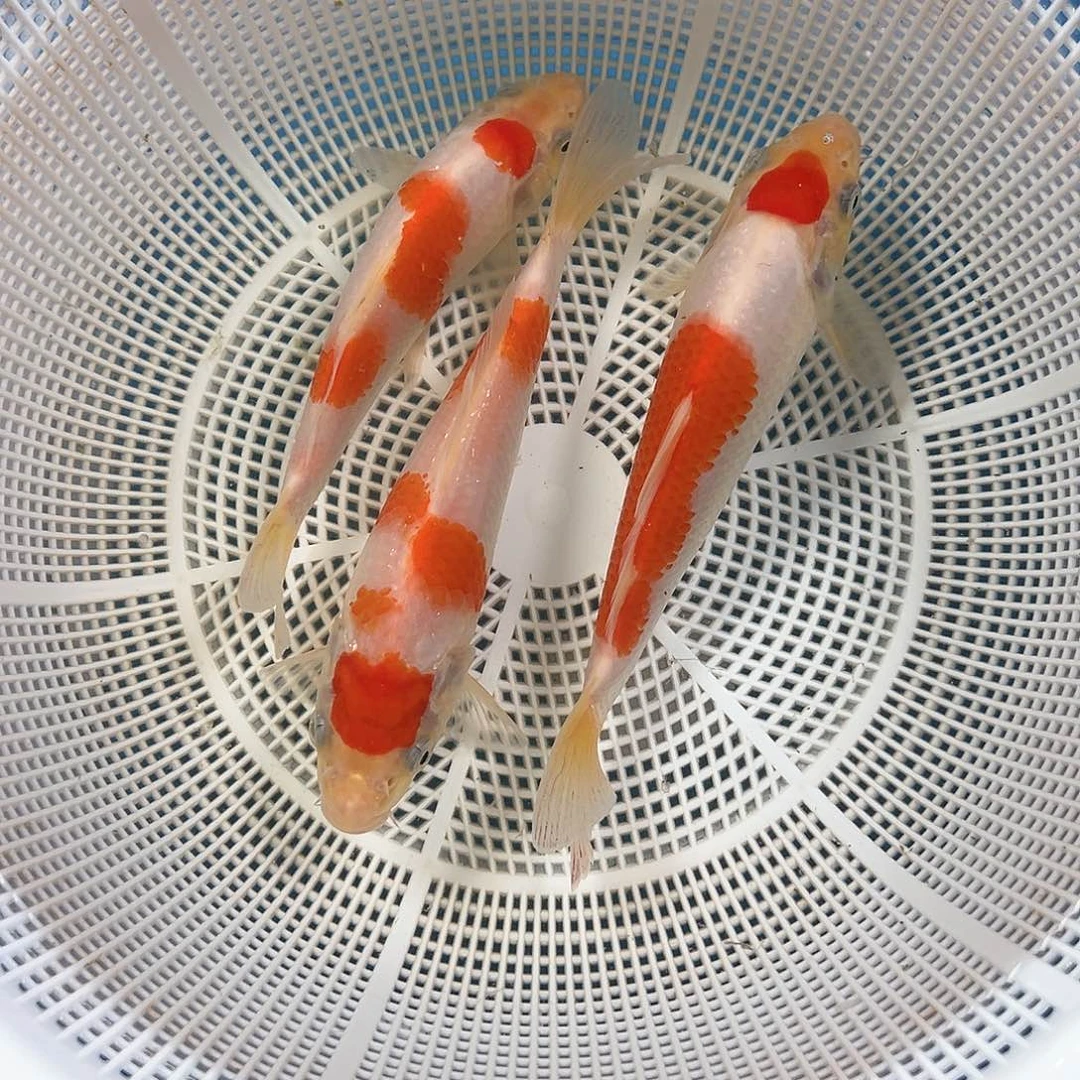锦鲤鑫泓锦鲤养殖