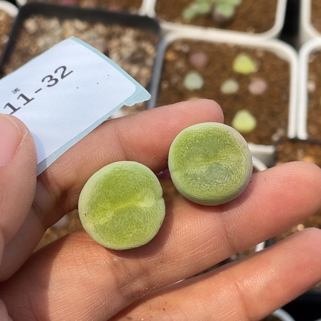 張*怼11-32肉锥多肉植物