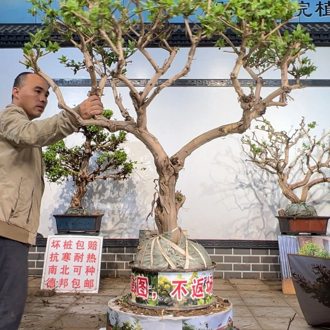 无花朵金银花188889998
