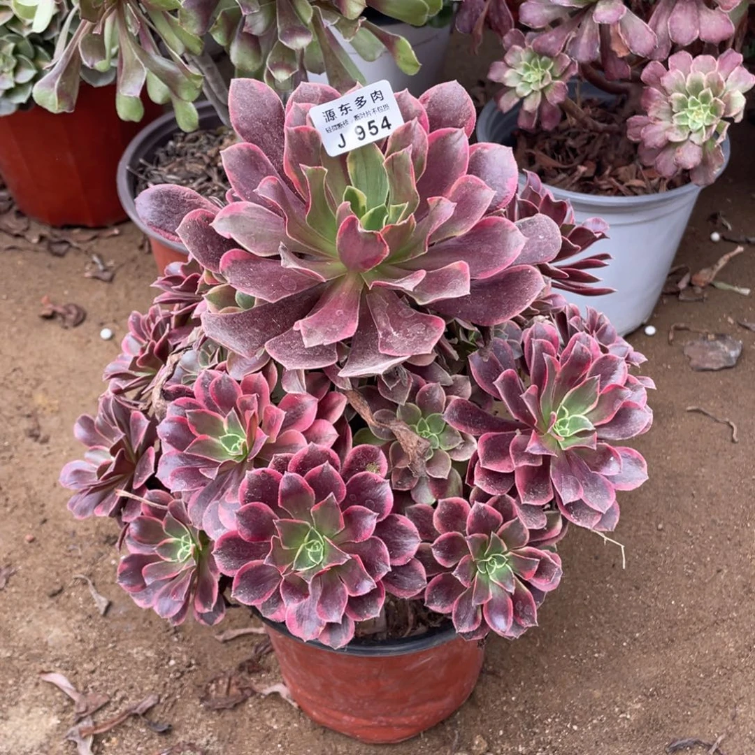 954金丝多肉法师断枝不包