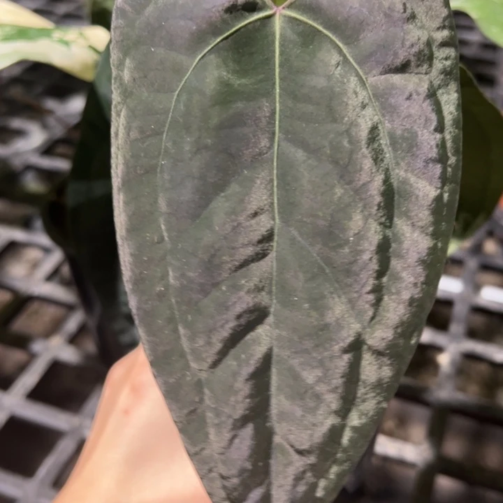 完全开放黑桃杂papi