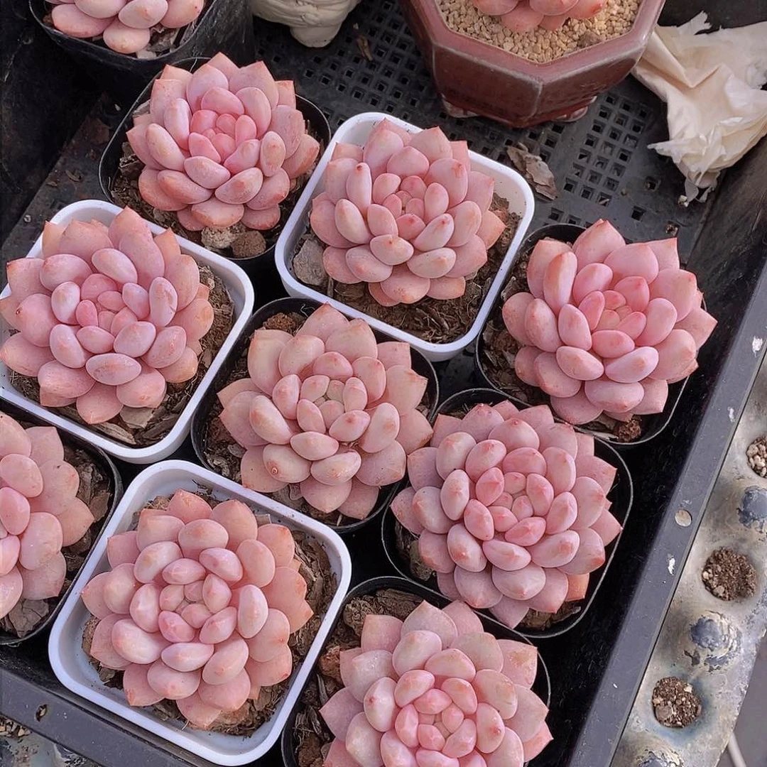 0206-半夏单头一颗 带白方 量拍