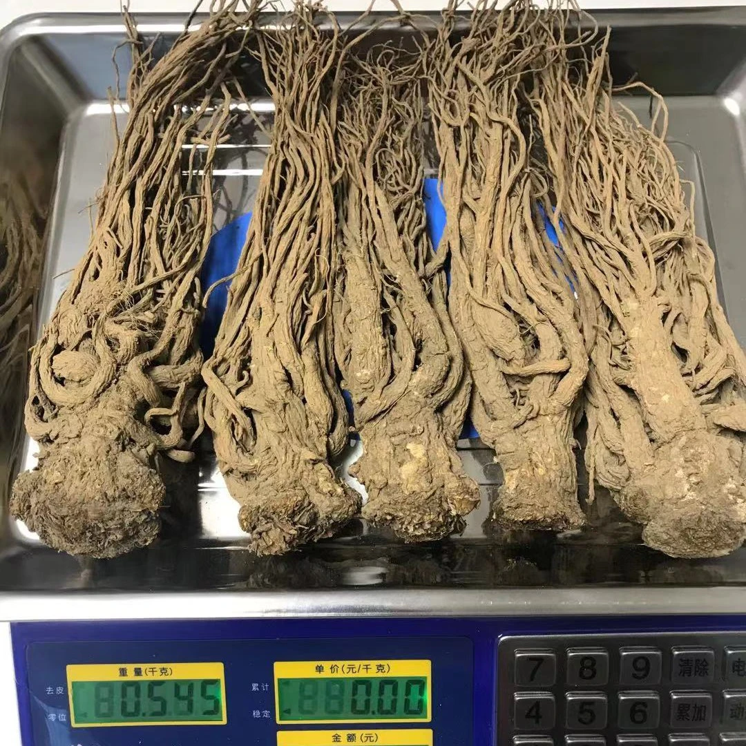 甘肃岷县种植当归大条可煲汤泡水250g∽500g包邮