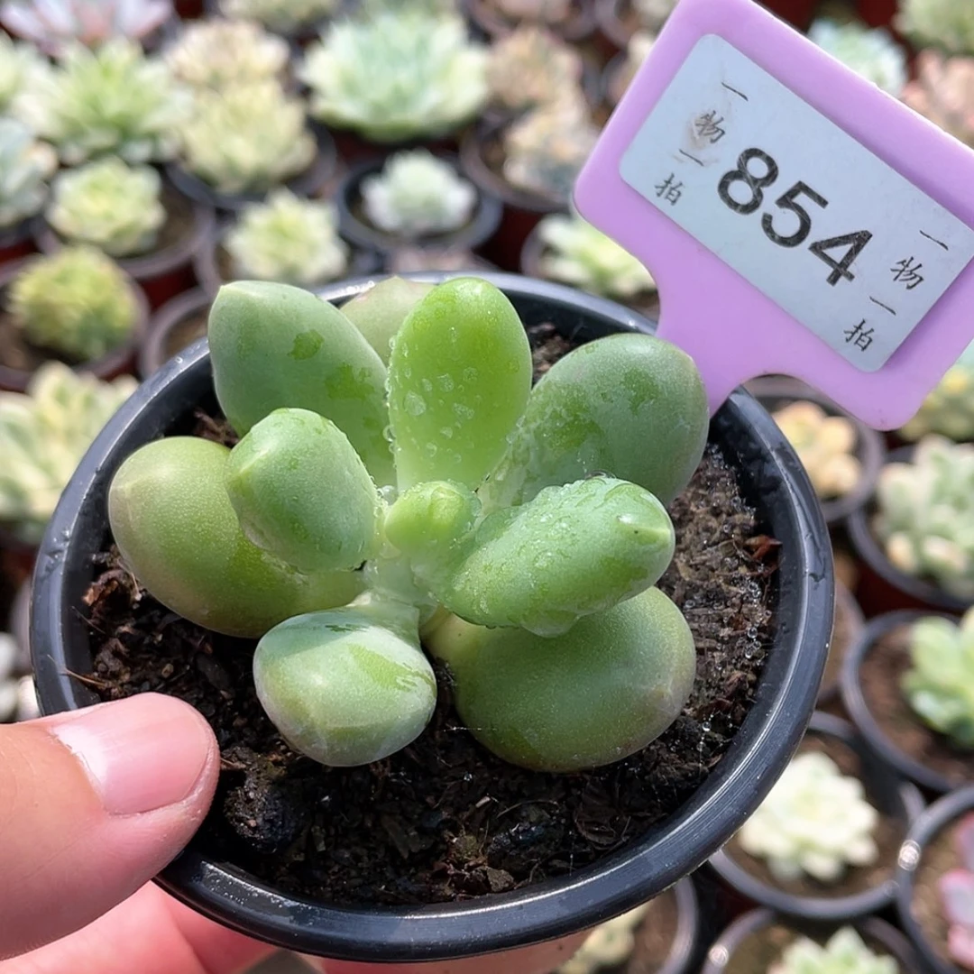 【闪购商品】无花朵土*丝854
