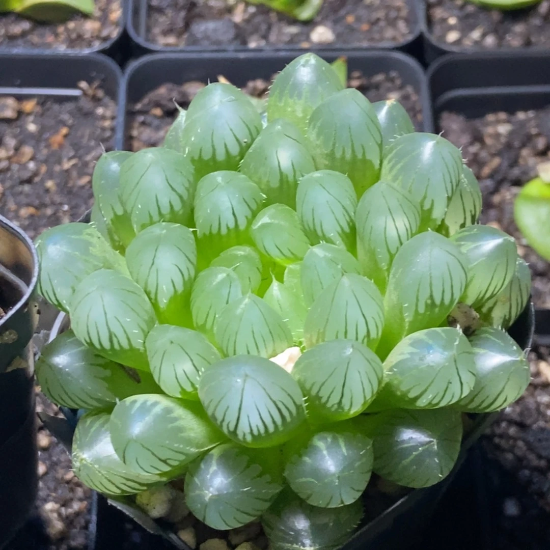 实生玉露一物一拍