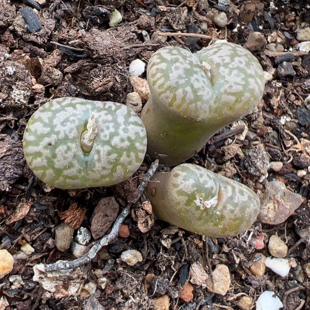 1.25好看的多肉639