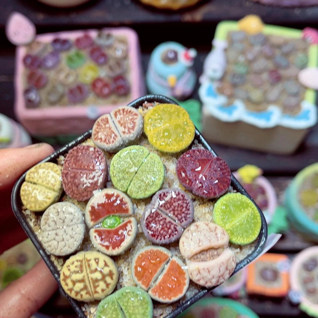 160生石花带盆发1