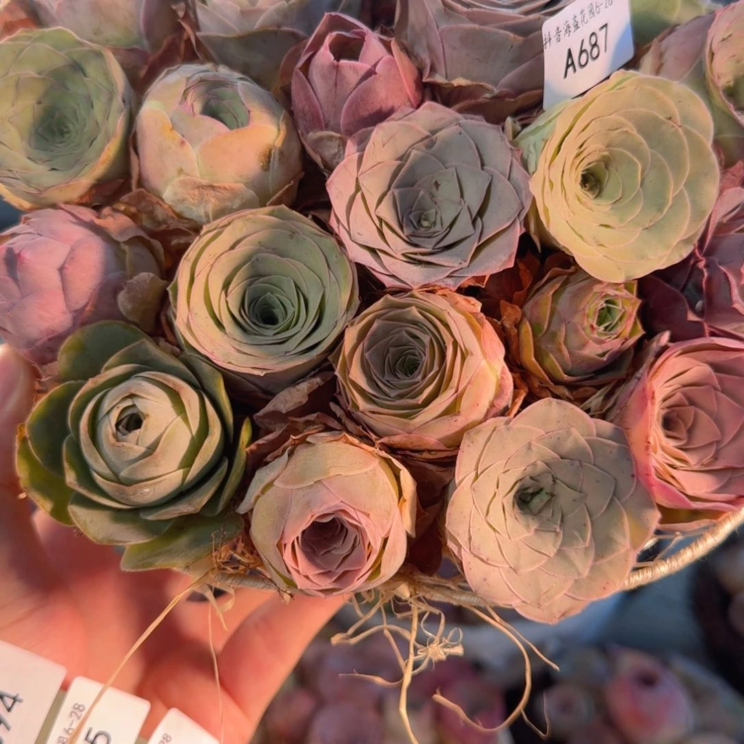 R***uA687 铁艺绳编花篮玫瑰组合