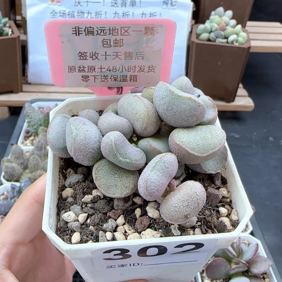 302黛安娜多肉植物