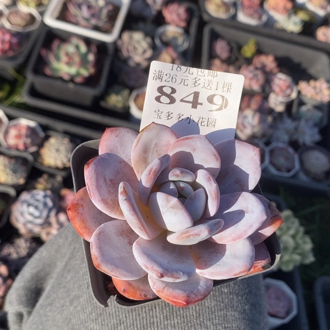 849号奶盖一物一拍满18包邮满26送一颗多肉