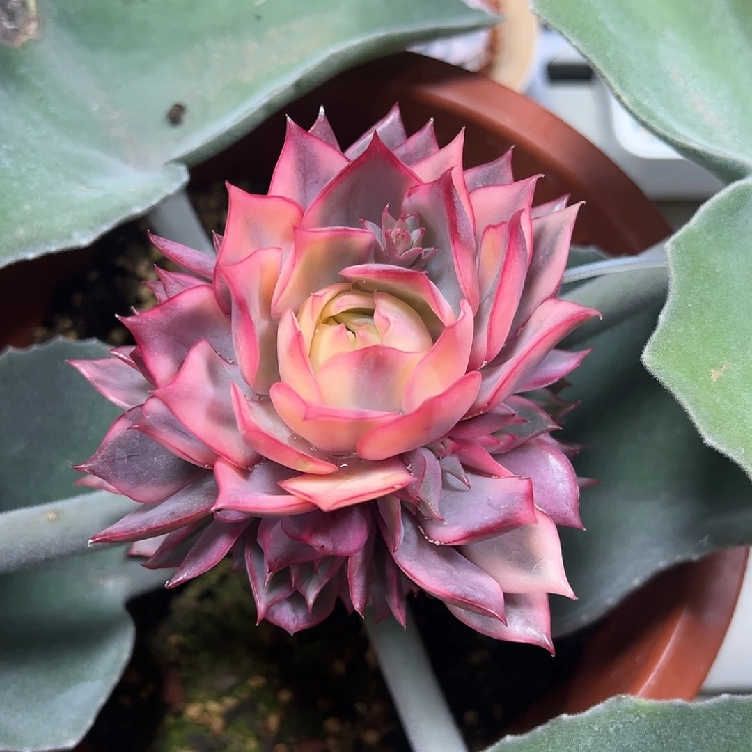 宝莲灯锦多肉植物