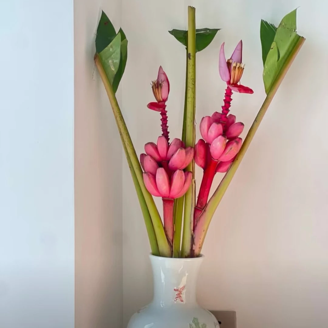 【梦幻蕉、绿芭蕉】天生禁止蕉绿云南直发鲜花（顺丰包邮）