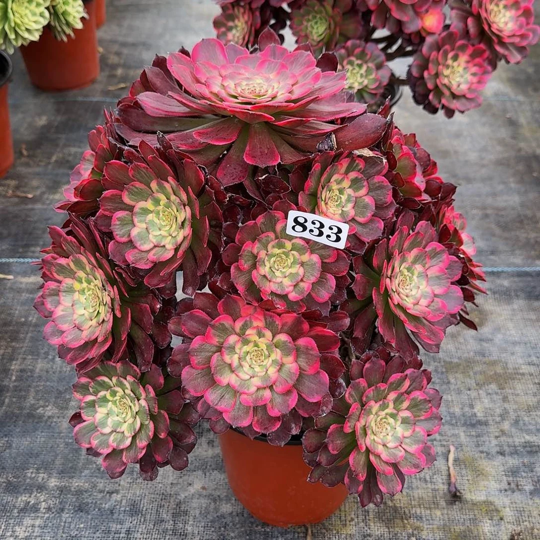 0000833黑金刚多肉植物