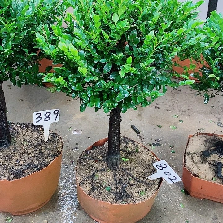 当前无花栽培后可以开花