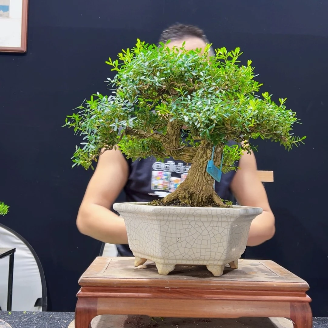 无花朵无花果皱皮雀舌黄杨