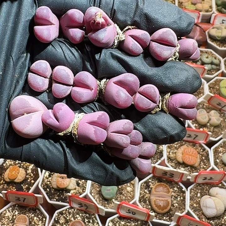 生石花2233:：：。  127