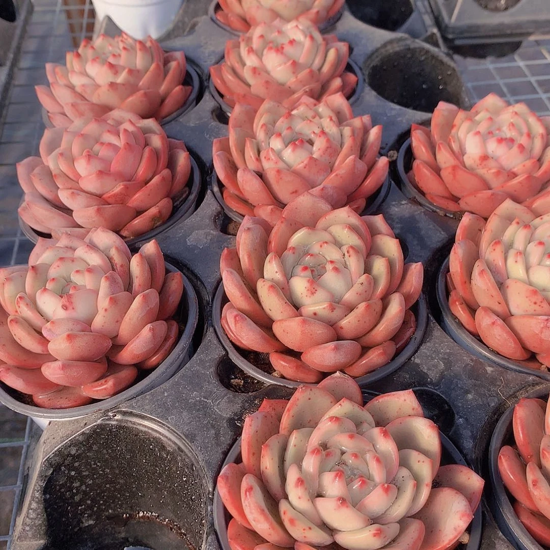 凌雪245678999900000