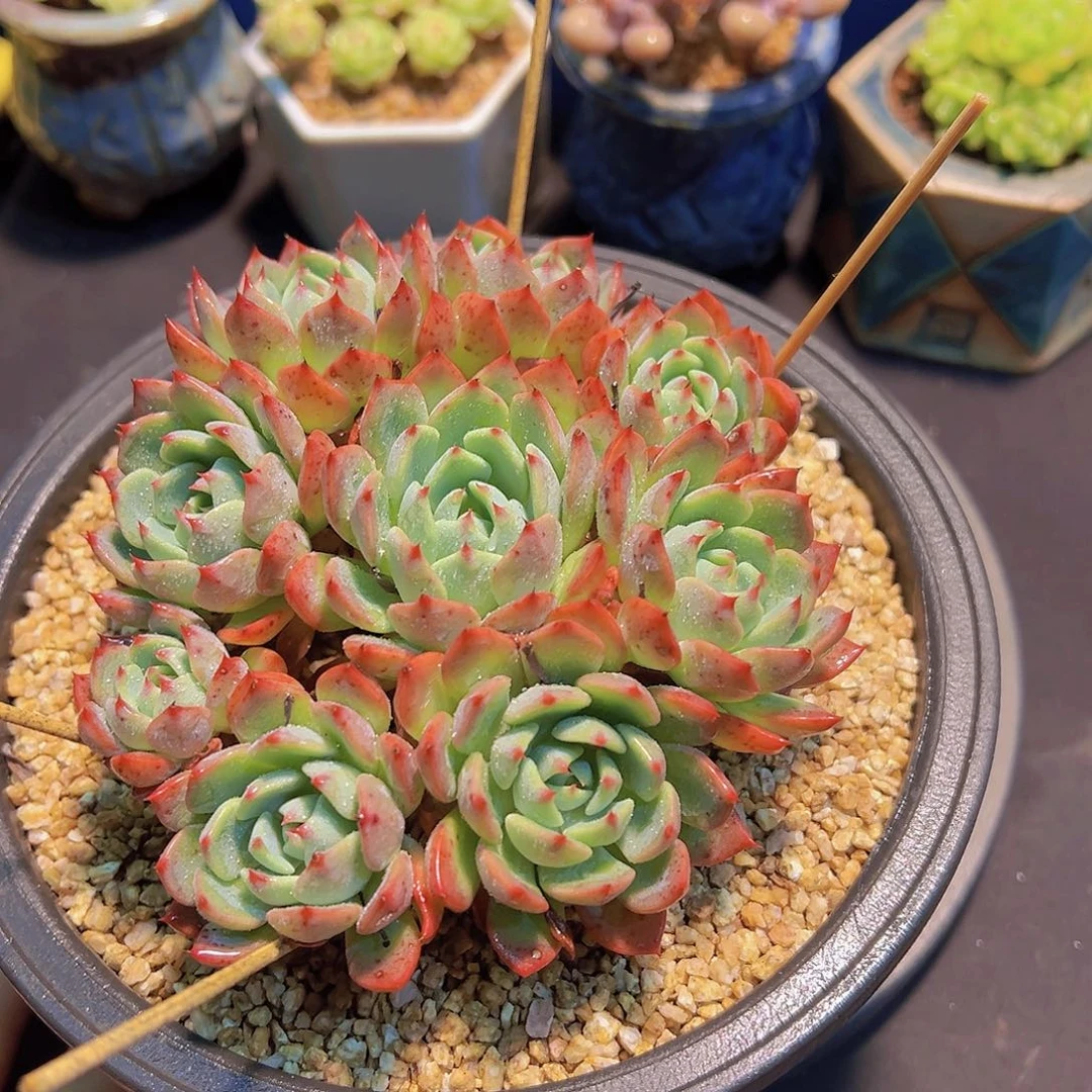 拒**虑娜娜小沟，多肉植物，