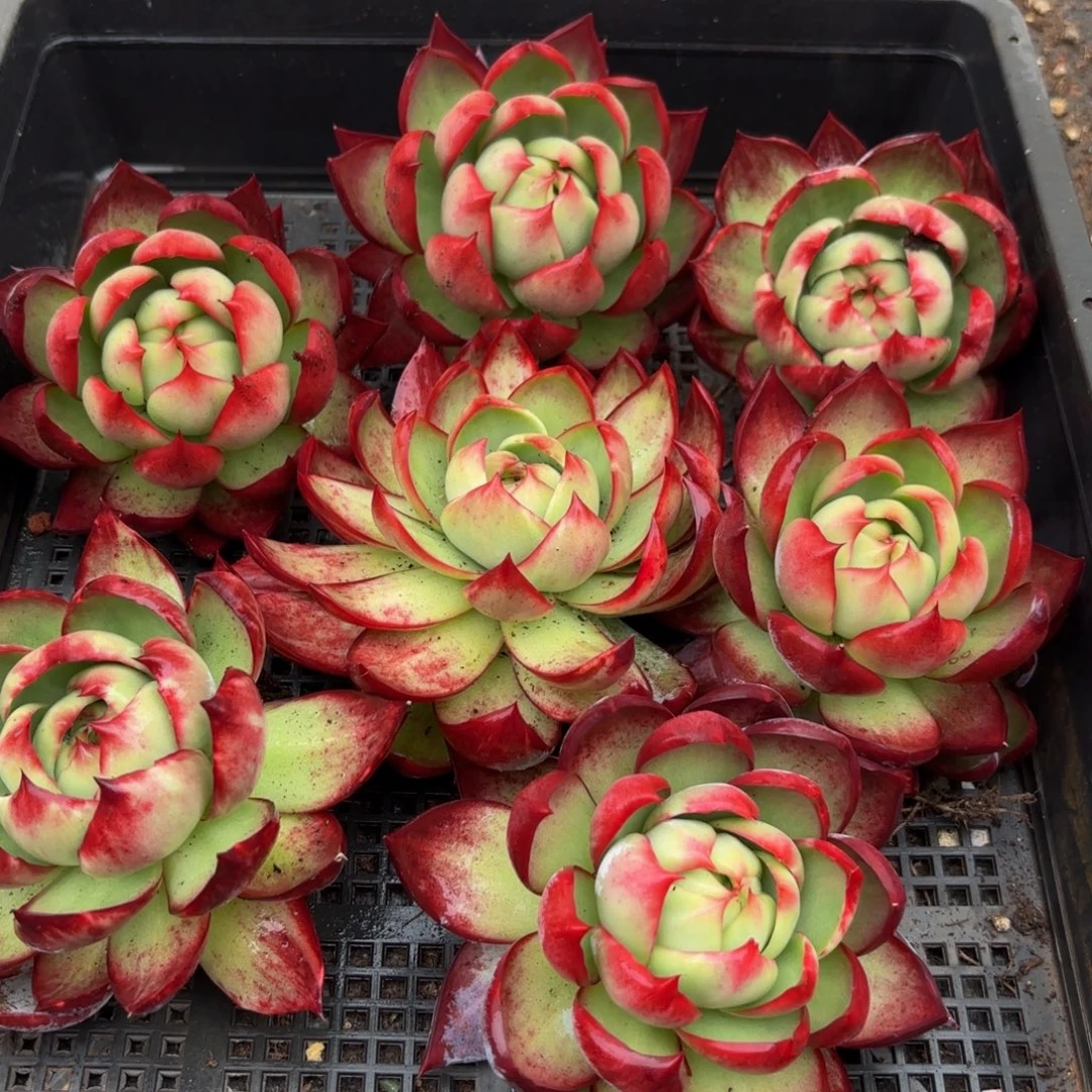 N***a哈哈哈哈哈哈哈哈哈哈哈哈哈哈