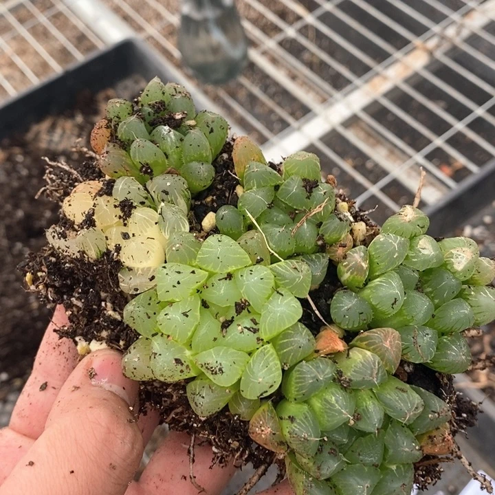 孤****人1423。 福利。