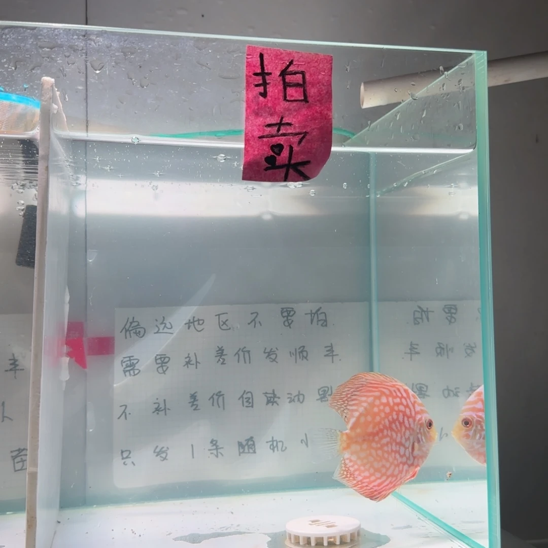 七彩神仙鱼肉身7-8左右，偏远地区不要拍