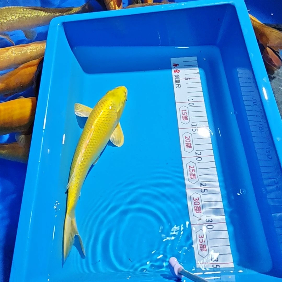 锦鲤不包邮邮费到付