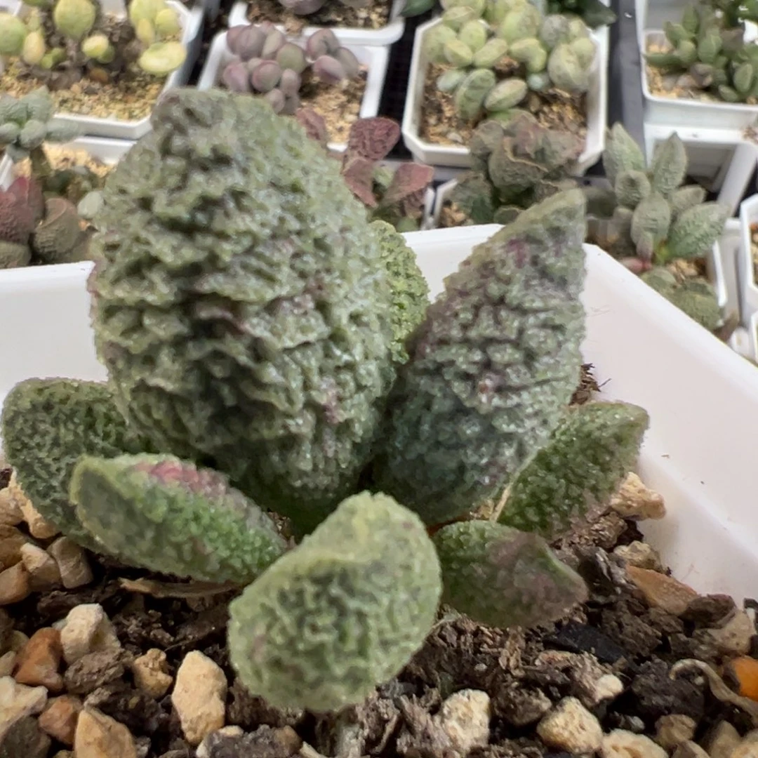 实生新品多头纯木质桩多肉植物水泡