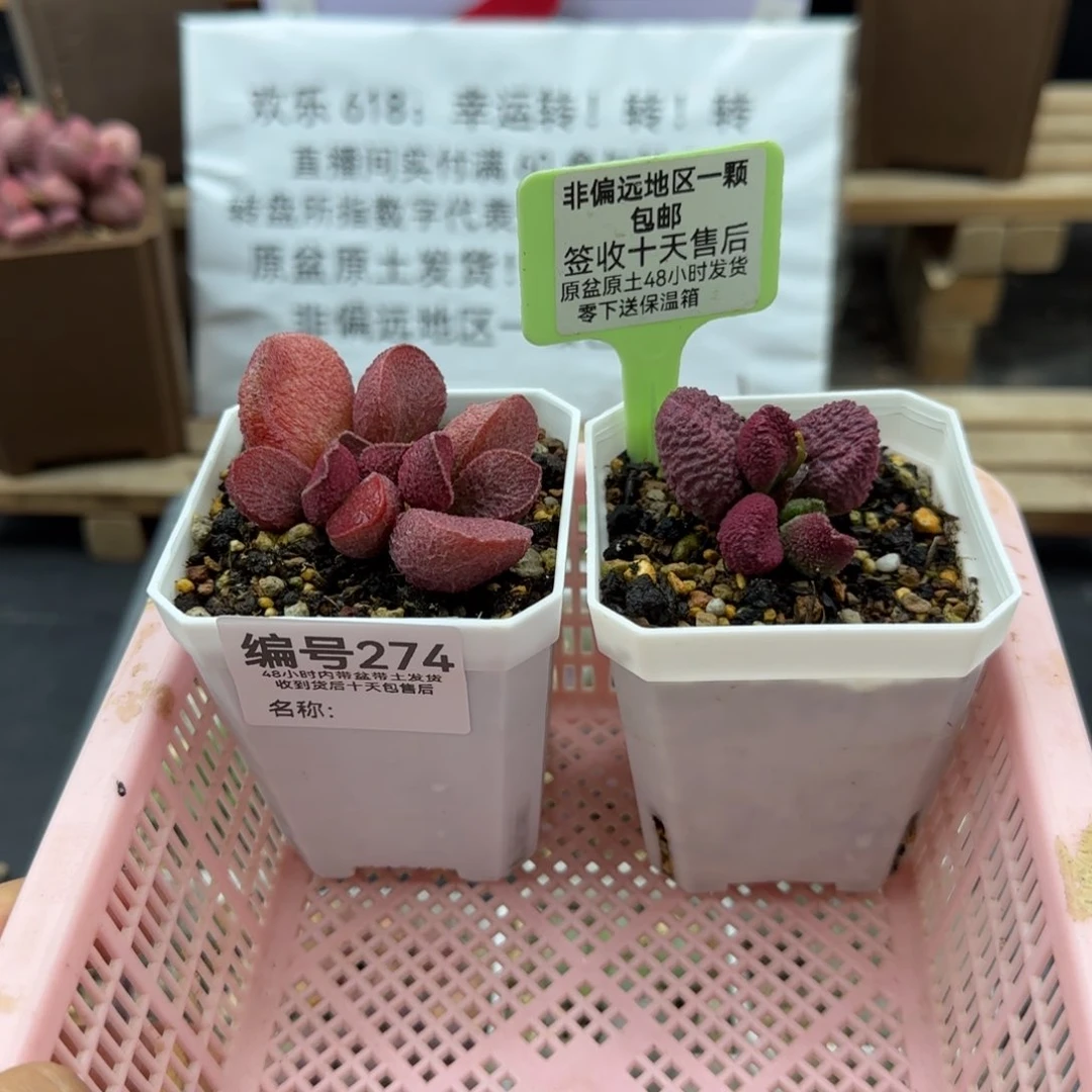 我****公274实生228和168多肉