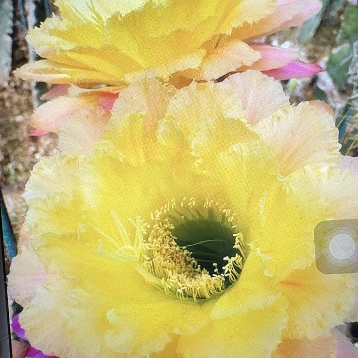 初春侧芽5公分左右毛花柱（20包邮）